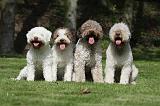 LAGOTTO 029